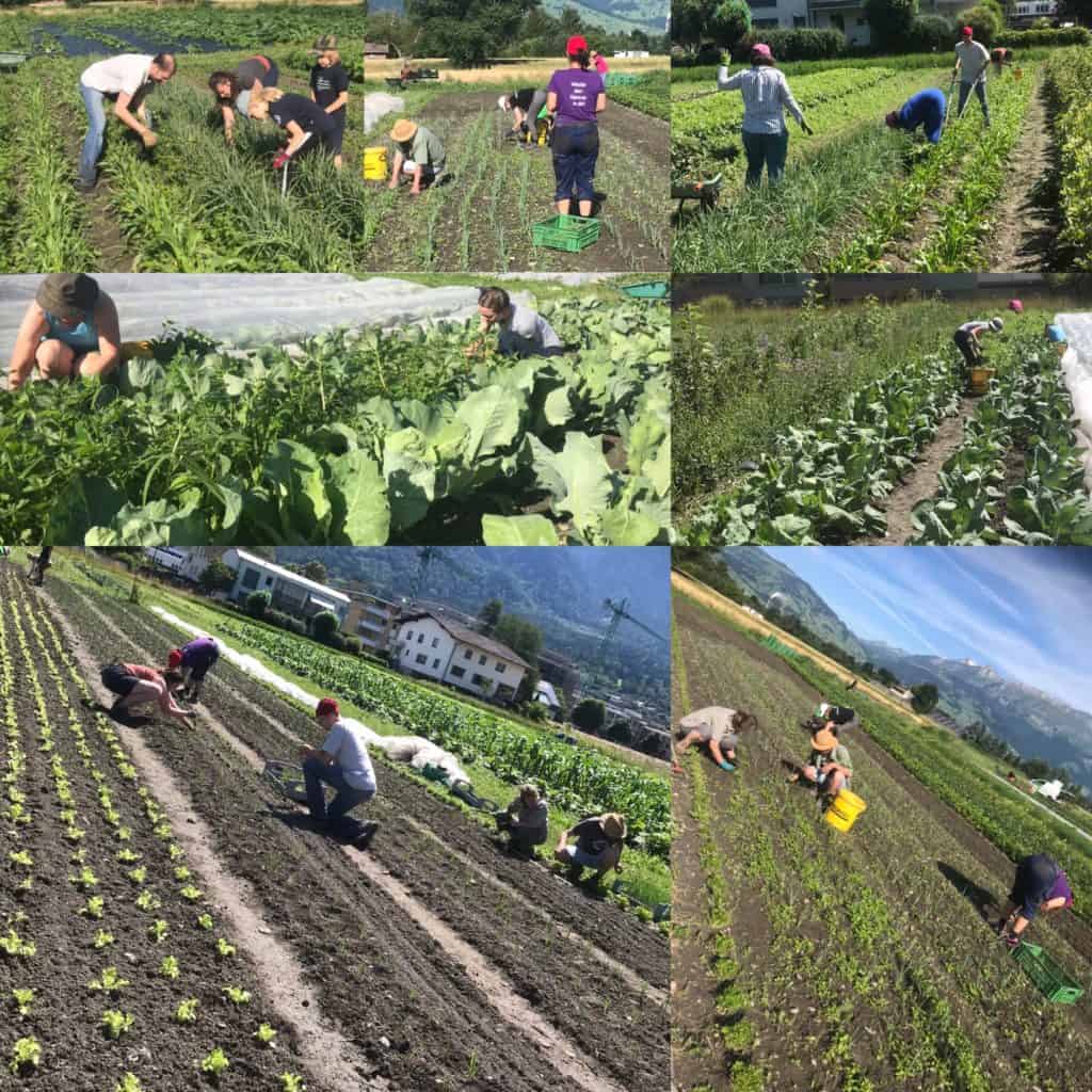 Join Our Garden Cooperative: Flexible Volunteering for Fresh, Organic Vegetables!